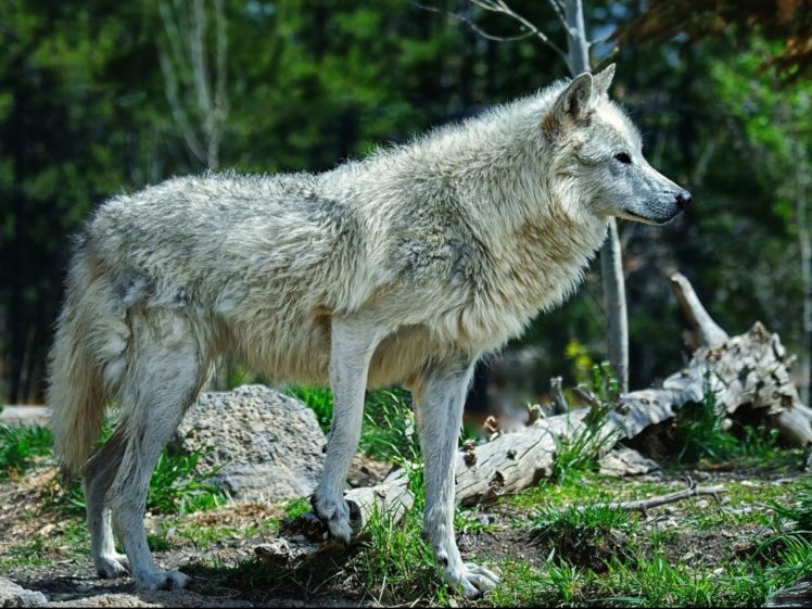 wolf, Wolves, Predator, Carnivore, Dd HD Wallpaper Desktop Background