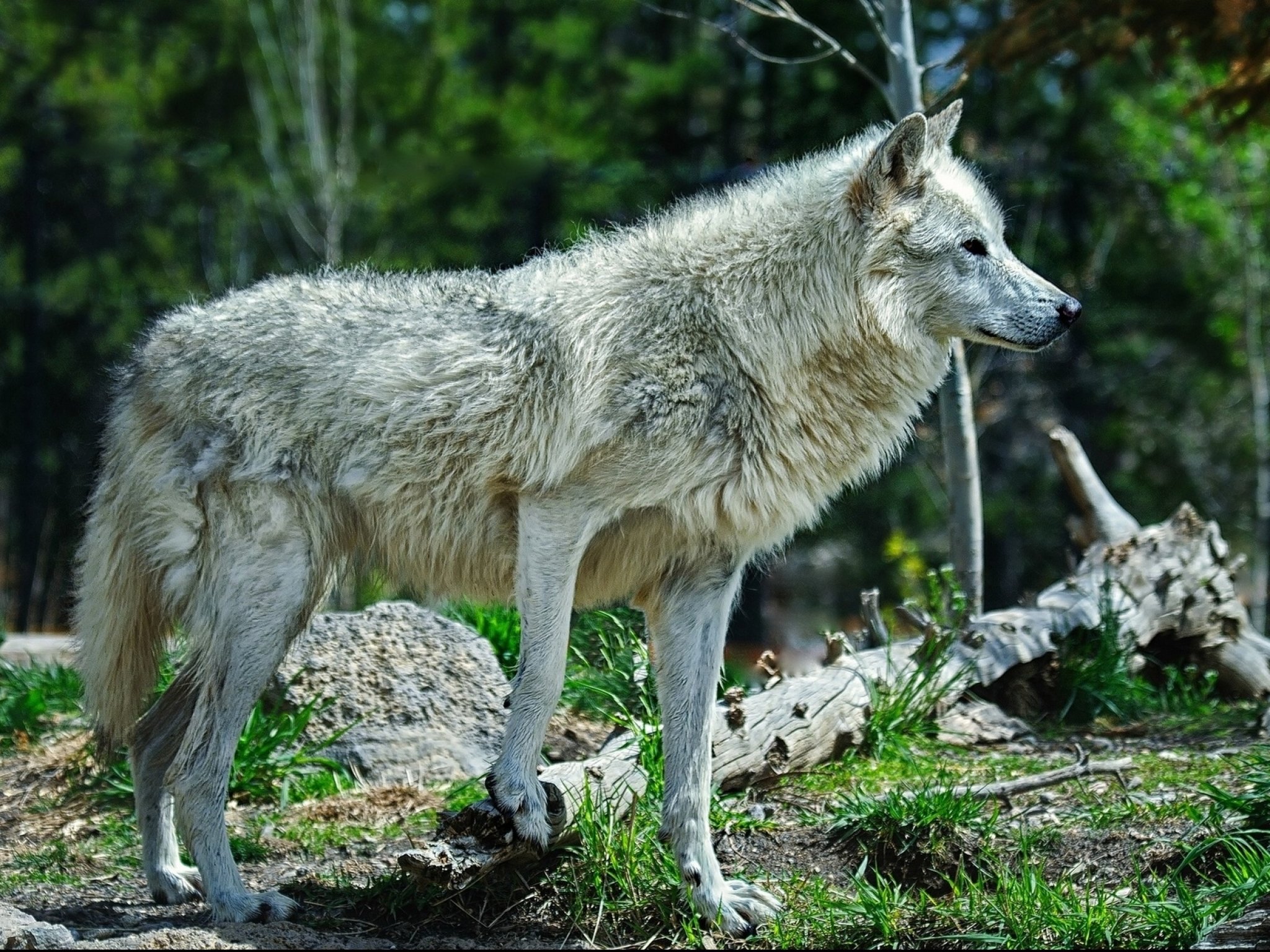 wolf, Wolves, Predator, Carnivore, Dd Wallpaper