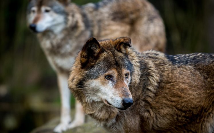 wolf, Wolves, Predator, Carnivore, Fs Wallpapers HD / Desktop and ...