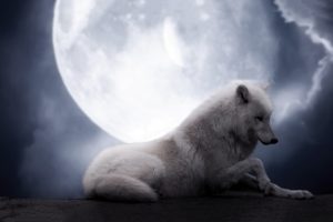 wolf, Wolves, Predator, Carnivore, Artwork, Moon