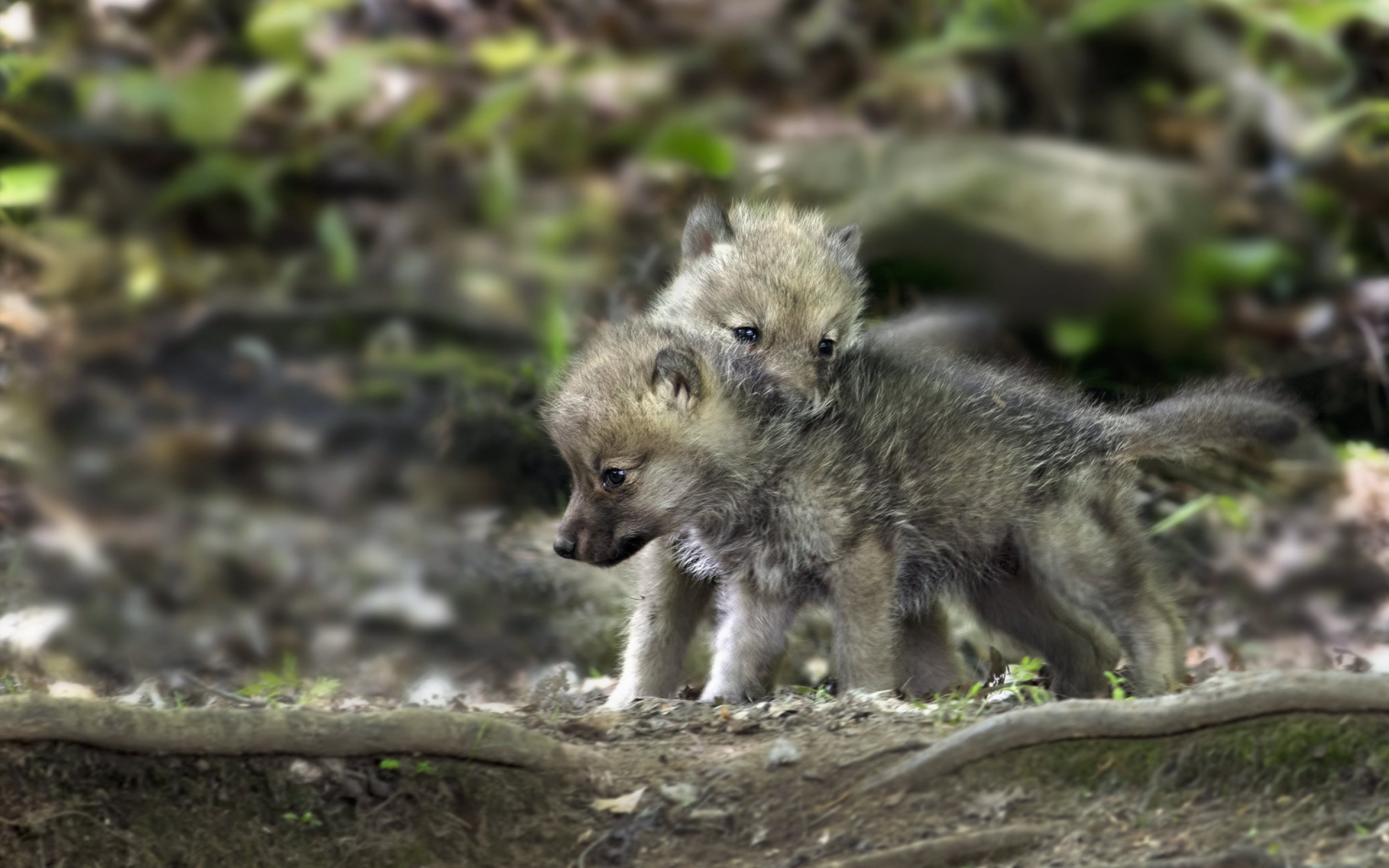 wolf, Wolves, Predator, Carnivore, Puppy, Puppies, Baby Wallpaper