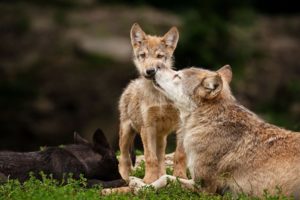 wolf, Wolves, Predator, Carnivore, Puppy, Puppies, Baby