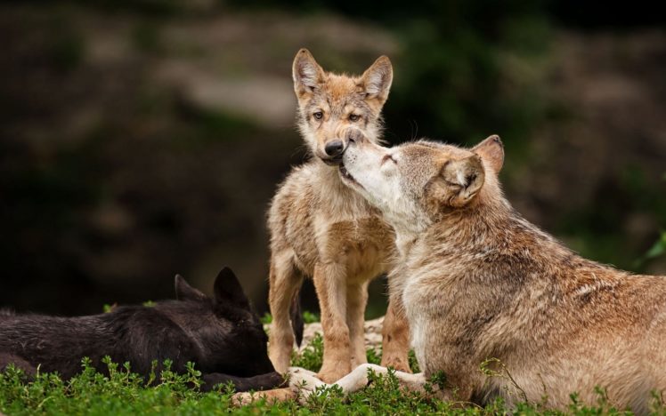 wolf, Wolves, Predator, Carnivore, Puppy, Puppies, Baby HD Wallpaper Desktop Background