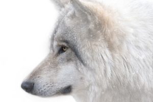 wolf, Wolves, Predator, Carnivore, Winter, Snow, Fk