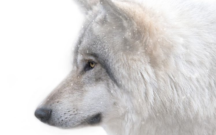 wolf, Wolves, Predator, Carnivore, Winter, Snow, Fk HD Wallpaper Desktop Background