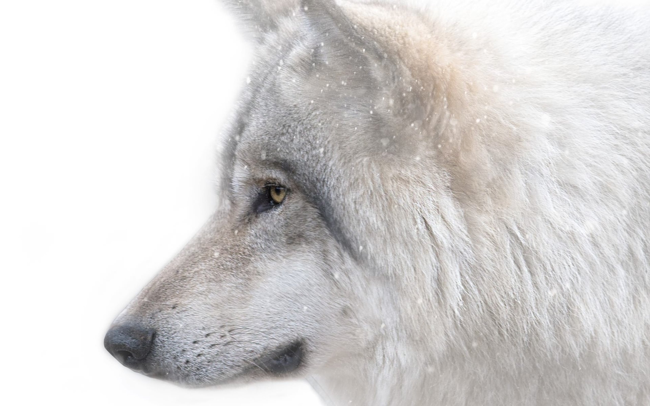 wolf, Wolves, Predator, Carnivore, Winter, Snow, Fk Wallpaper