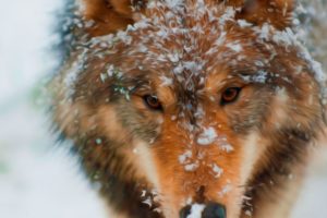 wolf, Wolves, Predator, Carnivore, Winter, Snow, Artwork