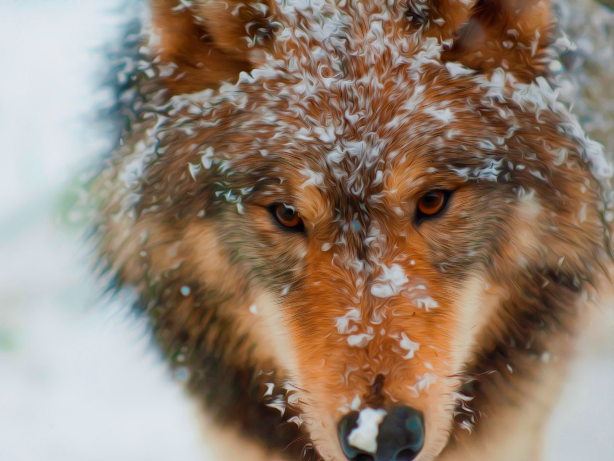 wolf, Wolves, Predator, Carnivore, Winter, Snow, Artwork Wallpaper