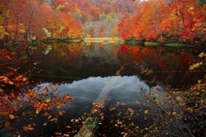landscape, Nature, Tree, Forest, Woods, Autumn, Reflection, Lake