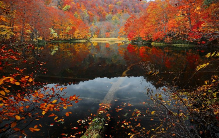landscape, Nature, Tree, Forest, Woods, Autumn, Reflection, Lake HD Wallpaper Desktop Background