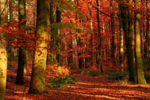 landscape, Nature, Tree, Forest, Woods, Autumn, Bridge