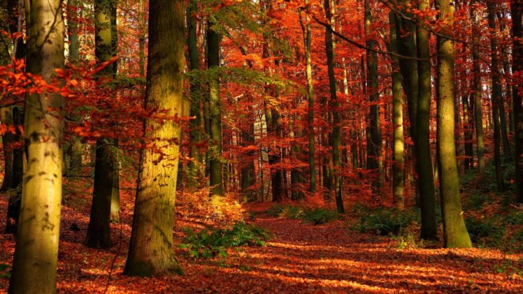landscape, Nature, Tree, Forest, Woods, Autumn, Bridge HD Wallpaper Desktop Background