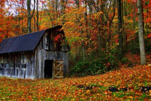 house, Autumn, Leaves, Trees, Jungle, Forest, Countryside, Huts, Landscapes, Nature, Earth, Colors