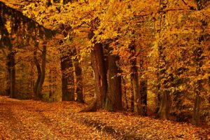 landscape, Nature, Tree, Forest, Woods, Autumn