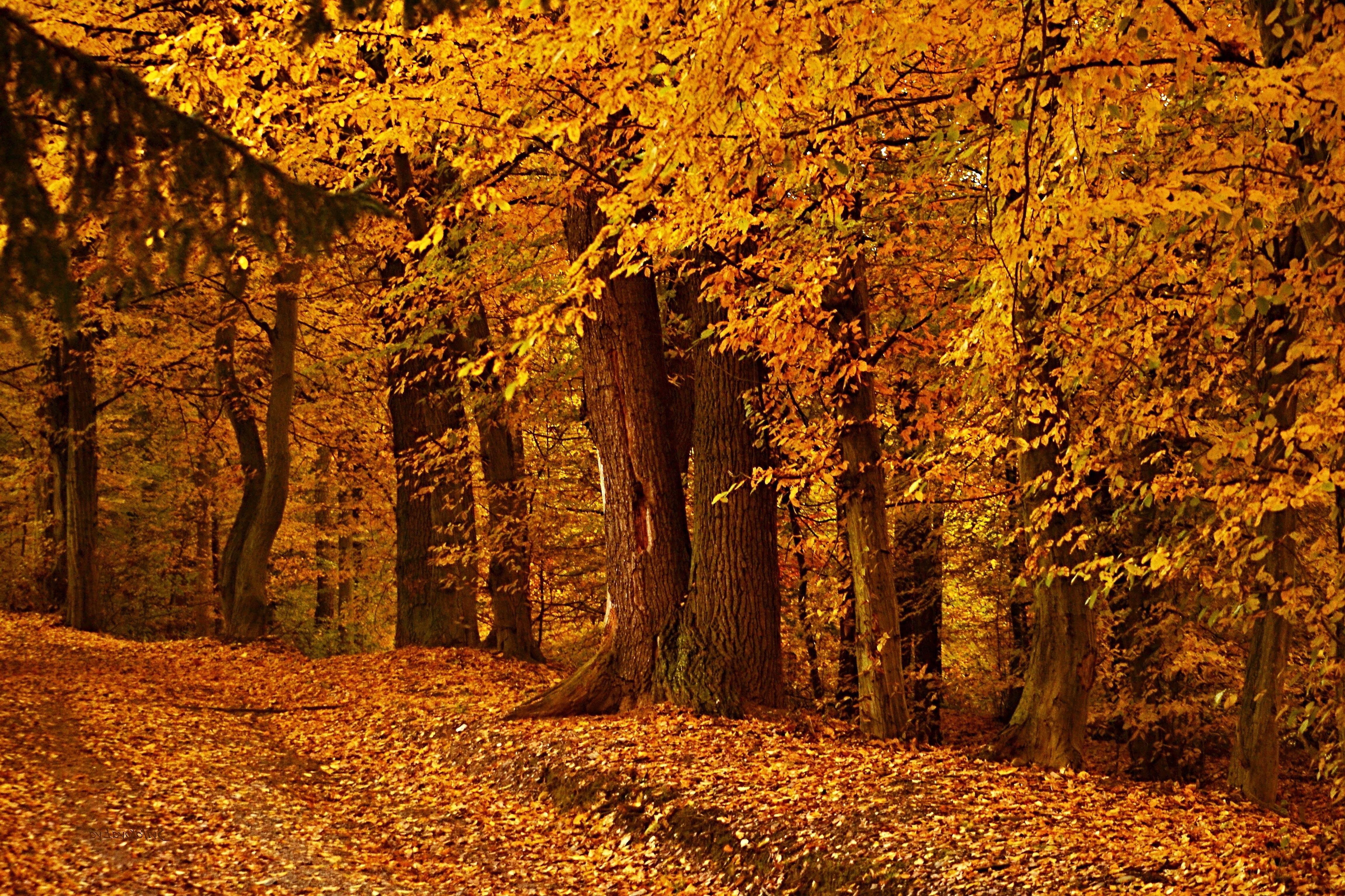 landscape, Nature, Tree, Forest, Woods, Autumn Wallpaper