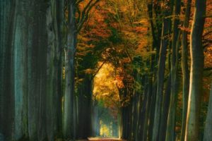 landscape, Nature, Tree, Forest, Woods, Autumn, Road, Path, People