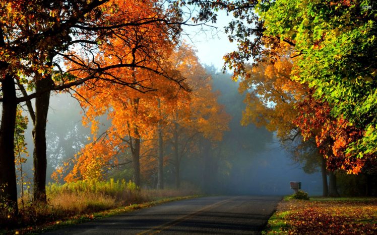 landscape, Nature, Tree, Forest, Woods, Autumn, Road, Path HD Wallpaper Desktop Background