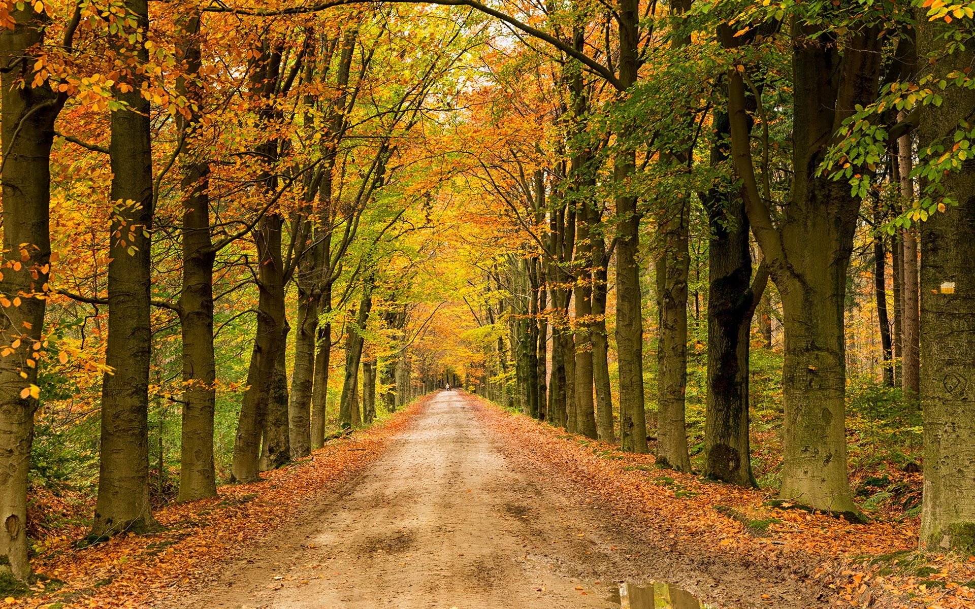 landscape, Nature, Tree, Forest, Woods, Autumn, Path, Road Wallpapers ...