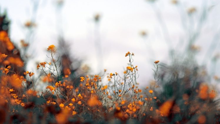 nature, Flowers, Plants, Depth, Of, Field HD Wallpaper Desktop Background