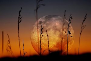 moon, Zoom, Landscapes, Plants, Sunset, Nature, Earth