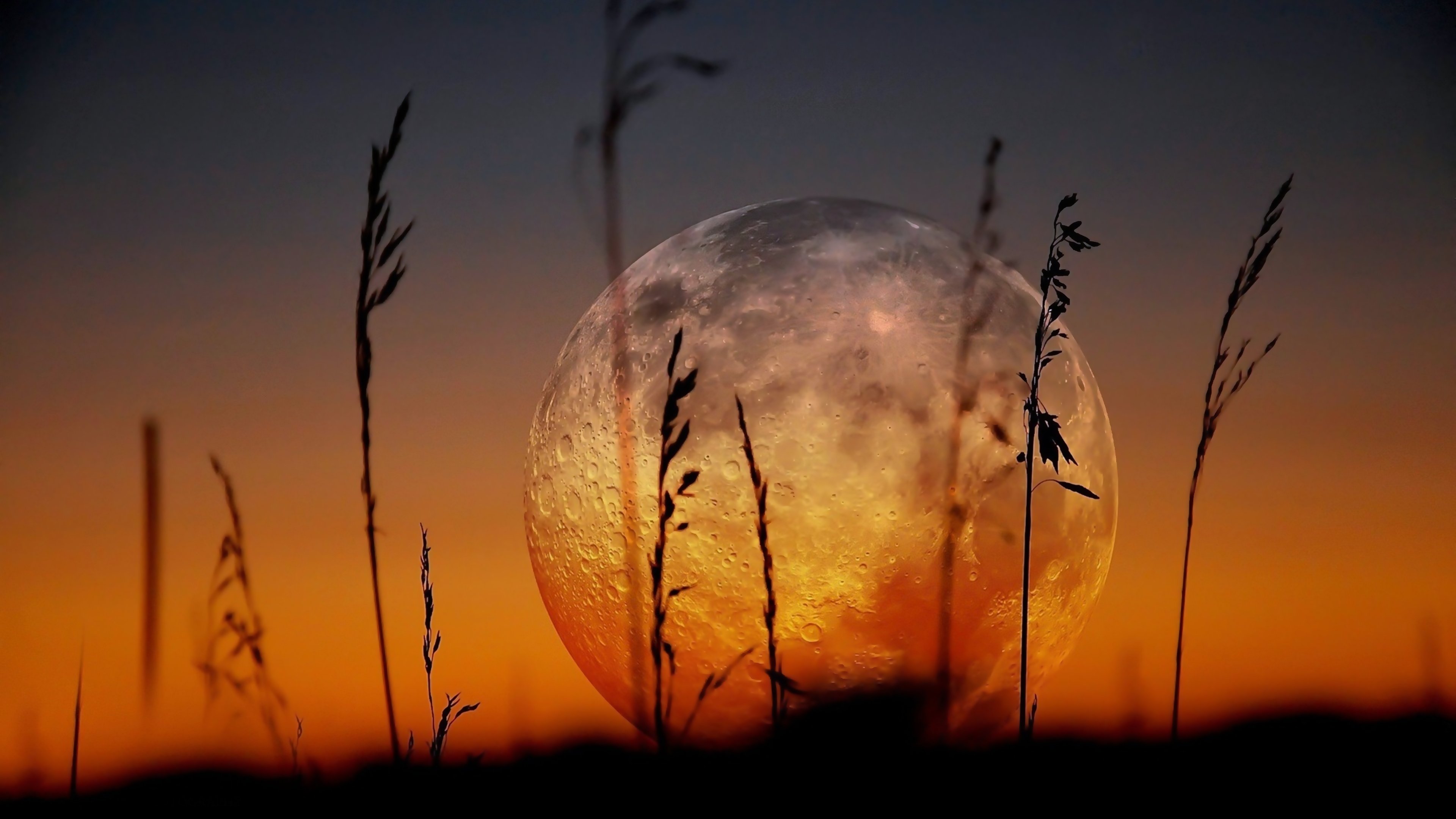 moon, Zoom, Landscapes, Plants, Sunset, Nature, Earth Wallpaper