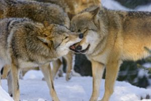 wolves, Playing