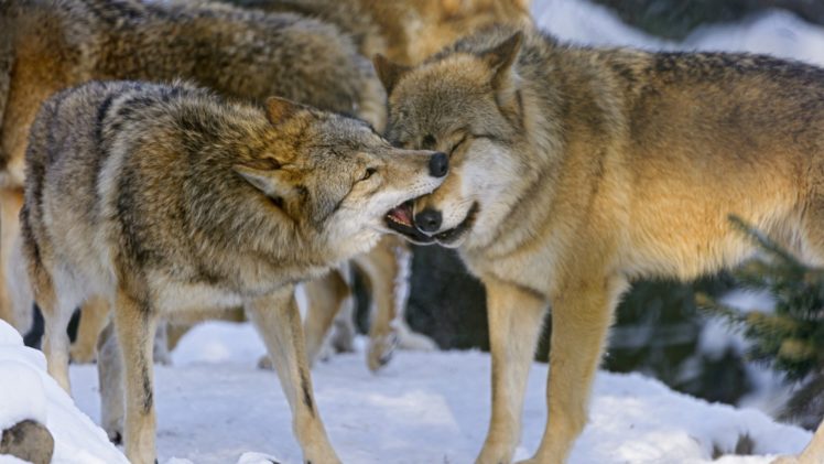 wolves, Playing HD Wallpaper Desktop Background