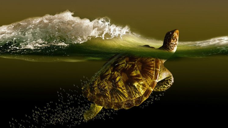 turtle, Ocean HD Wallpaper Desktop Background