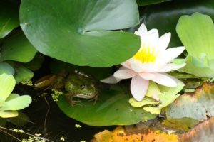 flowers, Frogs, Water, Lilies, Amphibians