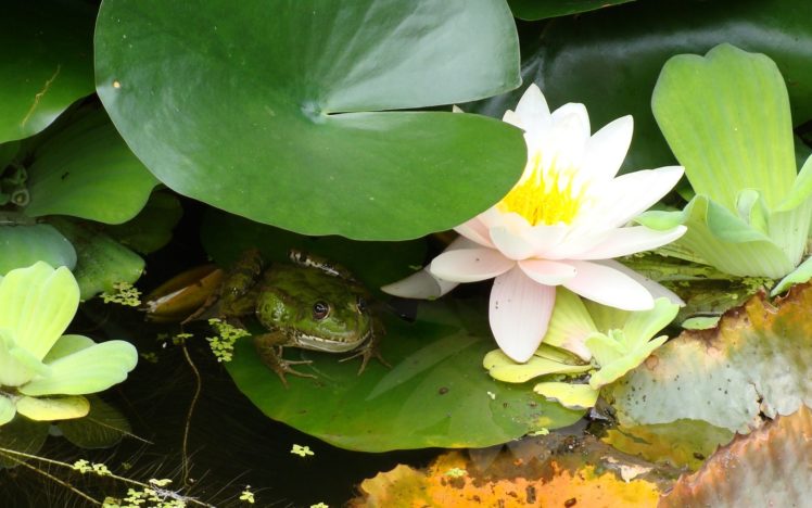 flowers, Frogs, Water, Lilies, Amphibians HD Wallpaper Desktop Background