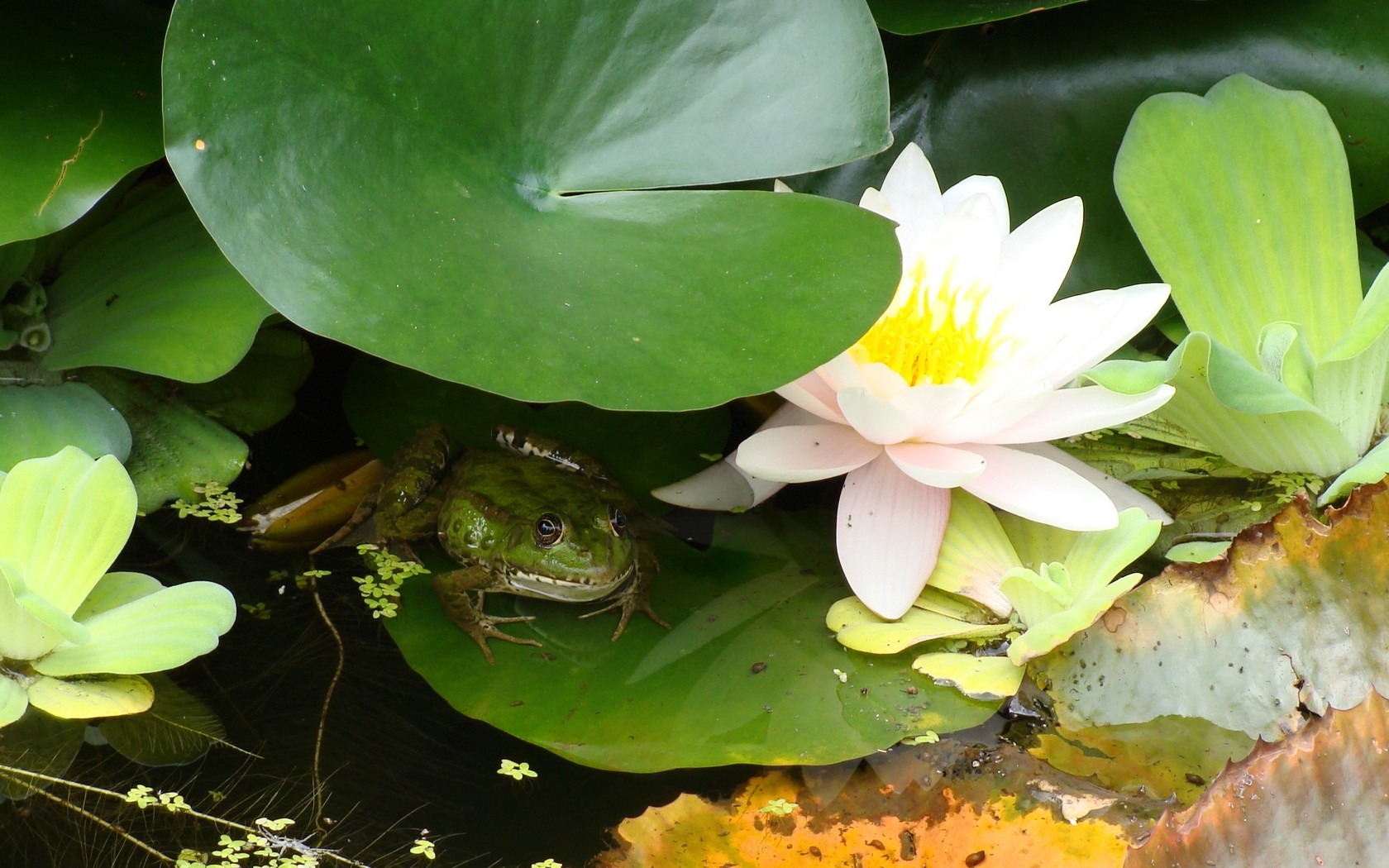 flowers, Frogs, Water, Lilies, Amphibians Wallpaper