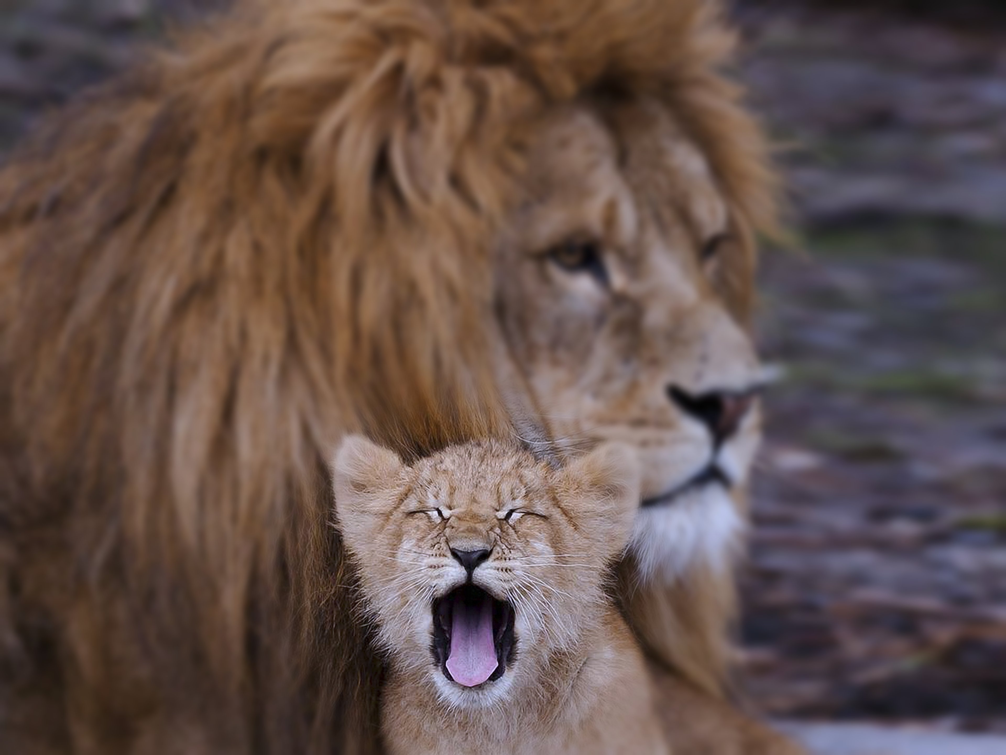 lion, Cub, Animals, Family, Kids, Dad, Father, Son, Predators, Wilds, Africa Wallpaper
