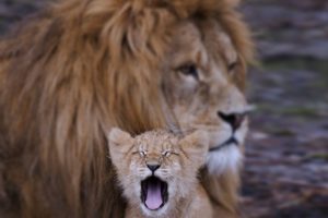 lion, Cub, Animals, Family, Kids, Dad, Father, Son, Predators, Wilds, Africa