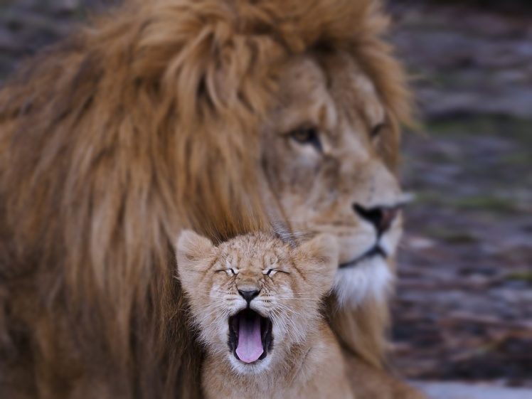 lion, Cub, Animals, Family, Kids, Dad, Father, Son, Predators, Wilds, Africa HD Wallpaper Desktop Background