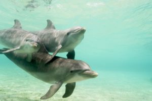 dolphins, Caribbean, Honduras, Sea