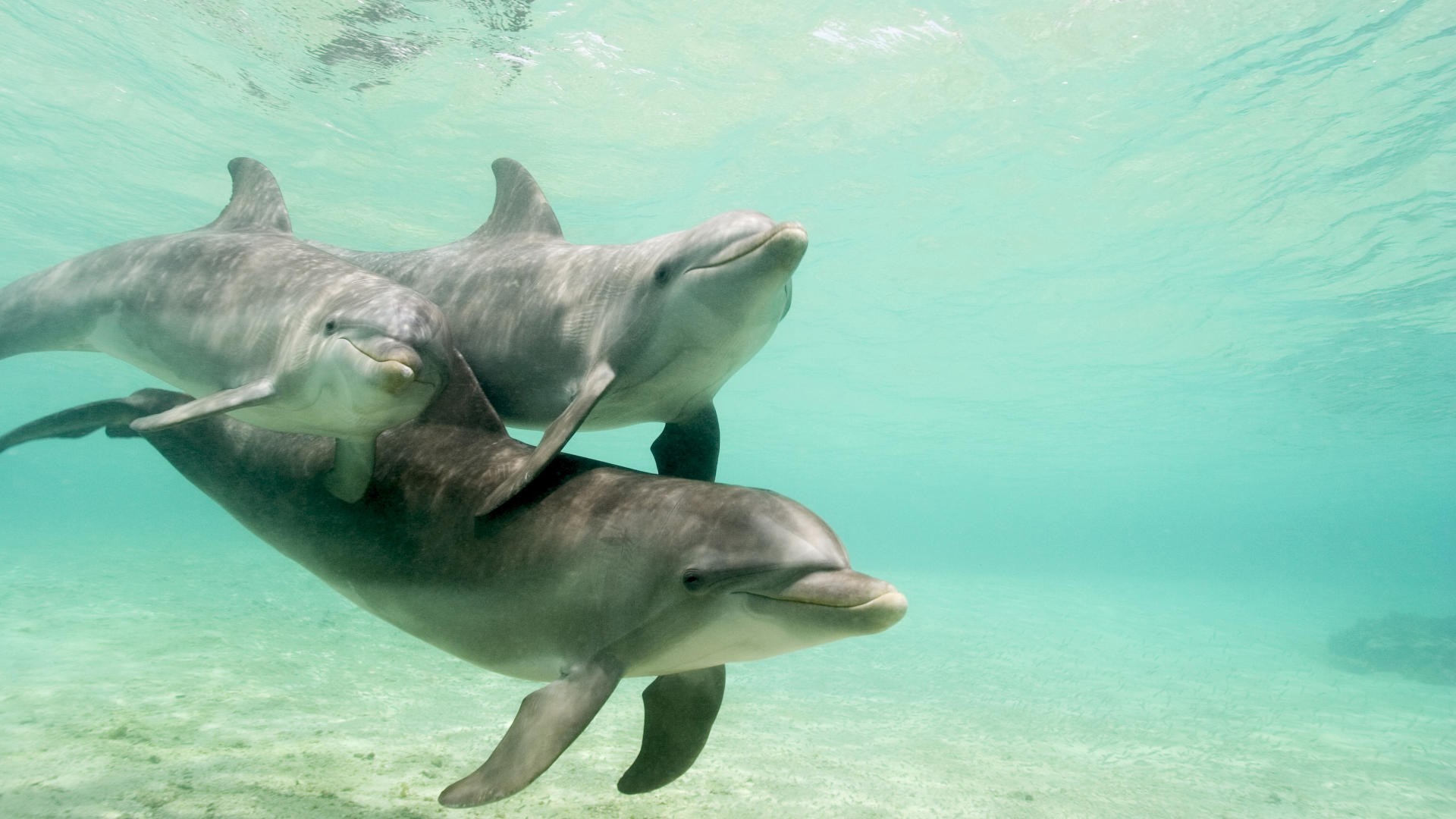 dolphins, Caribbean, Honduras, Sea Wallpaper