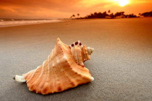 shell, Over, A, Beach