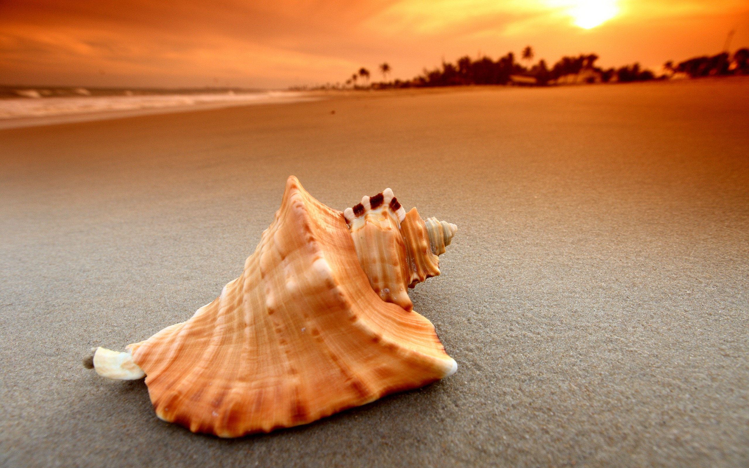 shell, Over, A, Beach Wallpaper
