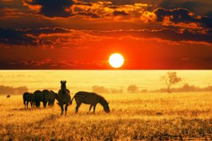wilds, Animals, Sunset, Sunrise, Fields, Summer, Clouds, Nature, Earth, Landscapes, Africa, Reserves, Zebra, Sky