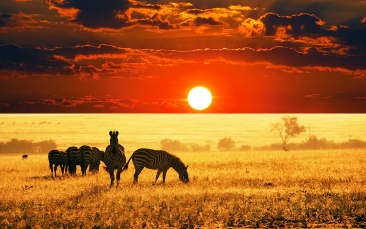 wilds, Animals, Sunset, Sunrise, Fields, Summer, Clouds, Nature, Earth, Landscapes, Africa, Reserves, Zebra, Sky HD Wallpaper Desktop Background