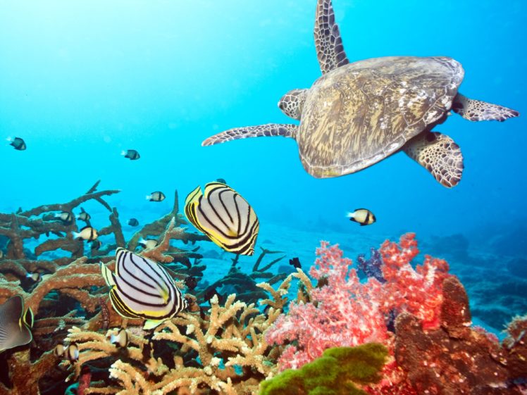 underwater, Fish, Fishes, Ocean, Sea, Tropical, Reef, Turtle HD Wallpaper Desktop Background