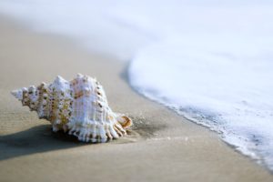 sea, Beaches, Sand, Summer, Nature, Earth, Shell, Coquille, Coquillage, Mollusc, Snails, Clams