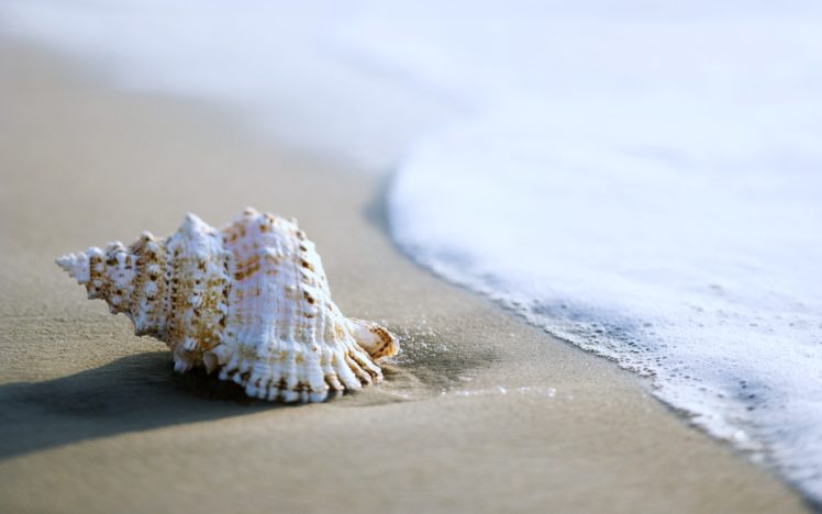 sea, Beaches, Sand, Summer, Nature, Earth, Shell, Coquille, Coquillage, Mollusc, Snails, Clams HD Wallpaper Desktop Background