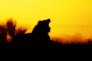 lion, Wild, Yellow, Orange, Nature, Sunset, Animals, Landscapes, Africa, Earth, Predators, Roar, Cray