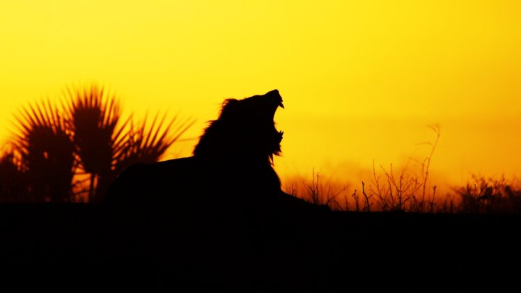 lion, Wild, Yellow, Orange, Nature, Sunset, Animals, Landscapes, Africa, Earth, Predators, Roar, Cray HD Wallpaper Desktop Background