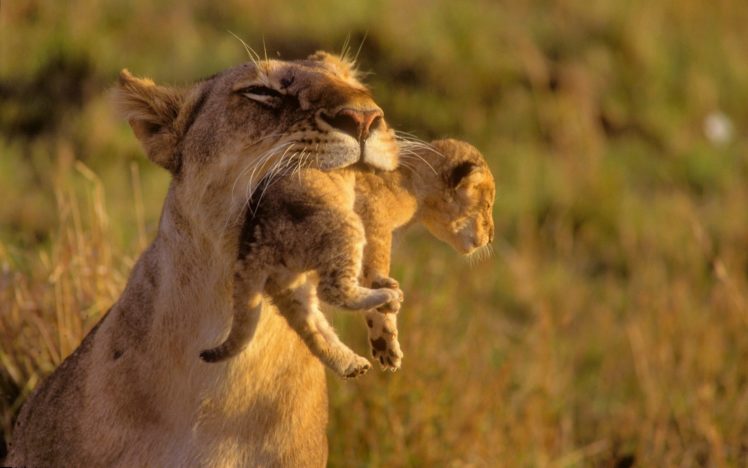 mother, Lion, And, Baby HD Wallpaper Desktop Background