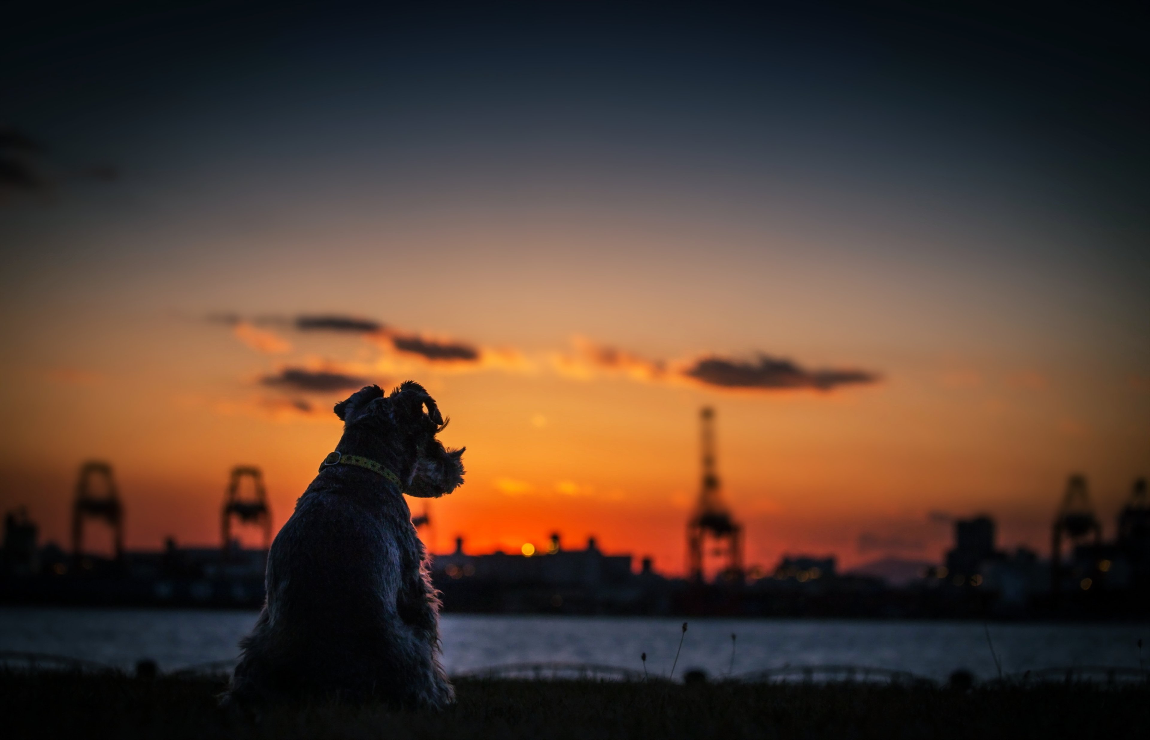 dogs, Sunset, City, Calm, Quiet, Sky, Sea, Rivers, Nature, Landscapes Wallpaper