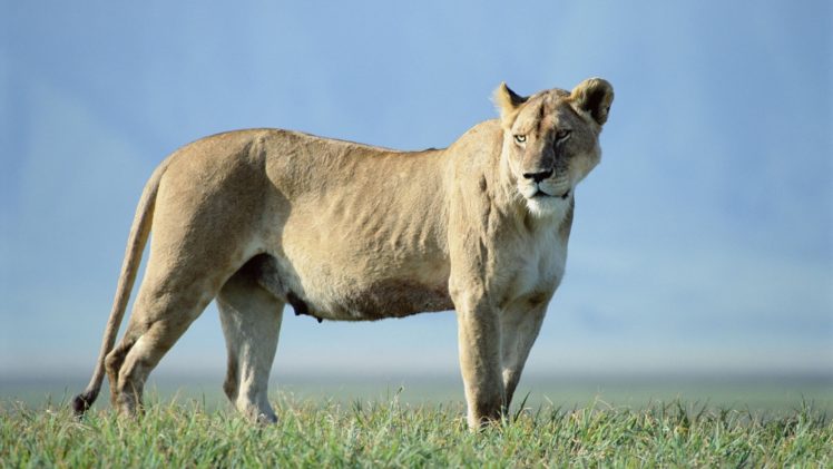 nature, Animals, Lions HD Wallpaper Desktop Background