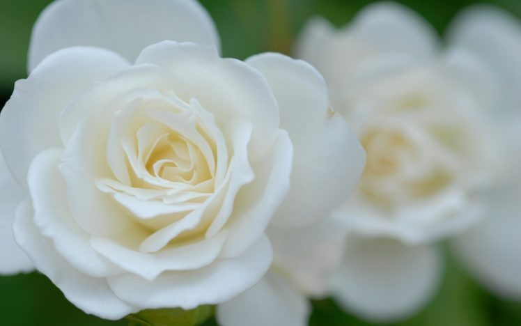 flowers, Roses, White, Flowers HD Wallpaper Desktop Background