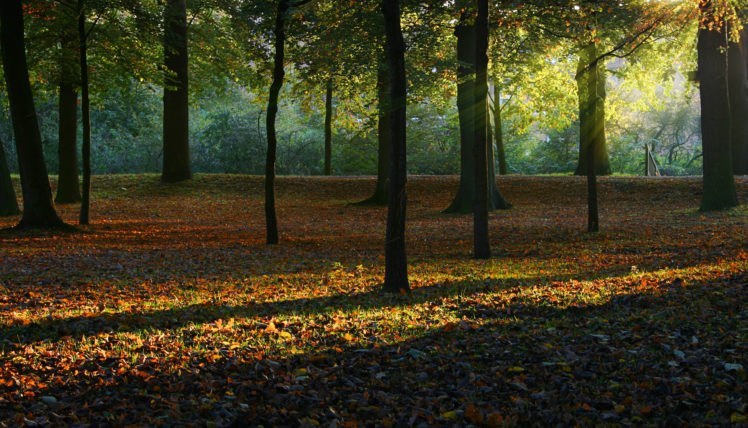 autumn, In, The, Woods HD Wallpaper Desktop Background